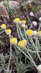 Image result for Helichrysum chionosphaerum