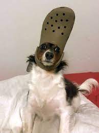 Croc went on a rampage after a confrontation with a vagrant and croc wound up in a shopping mall. 28 Dogs With Crocs On Their Heads Ideas Funny Animals Crocs Animal Memes