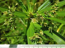 Image result for Cyperus sp. no. 1