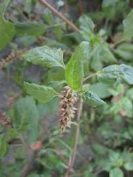 Image result for Amaranthus deflexus