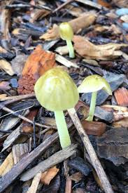 Image result for Bolbitius sp.