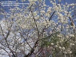 I hope these pictures of bluebonnets and other wildflowers can convey the beauty these gentle clusters of pleasant, purple flowers are widespread across the state of texas. Texas Gardening Texas Native Plant Pictures Trees 1 By Frostweed