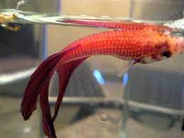 The Next Disease We Re Going To Stop Betta Fish Abuse Facebook