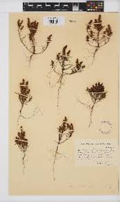 Image result for Hebenstretia angolensis