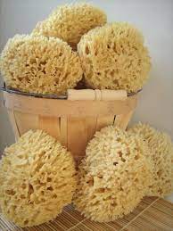 Sponges contain healthy sea minerals and are toxin free. 8 Best Natural Sponge Ideas Natural Sponge Sponge Natural Sea Sponge