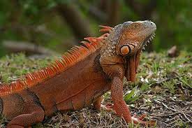 Florida Museum Hurricane Shutdown Notice Iguana Lizard Marine Iguana