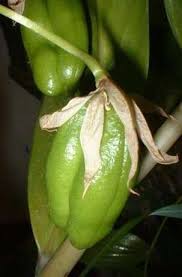 Image result for Littonia modesta