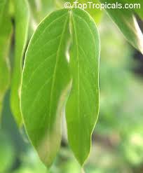 Image result for Hymenaea courbaril