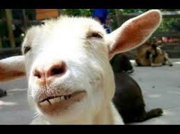 News Videos More Watch The Funniest Videos On Youtube Funny Goats A Funny Goat Videos Compilation New Hd Fun Goats Funny Funny Animal Videos Goats