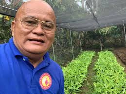 Ready to transplant Madre de agua 50 isa Meet-up Pick-up Delivery  Naguilian, la union