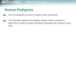 14.1 human chromosomes pdf answers. Lesson Overview Lesson Overview Human Chromosomes Lesson Overview 14 1 Human Chromosomes Ppt Download