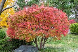 Maybe you would like to learn more about one of these? 13 Best Small Trees For Patios