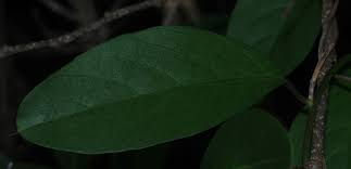 Image result for Aniseia martinicensis