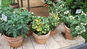 Ein Balkon Gemusegarten Fur Die Selbstversorgung Pflanzen Gemuseanbau Gemuse Anpflanzen