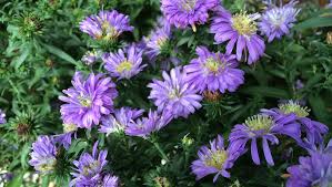 Check spelling or type a new query. New England Asters Home Sweet Bees