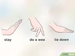 4 Ways To Train A Deaf Dog Wikihow