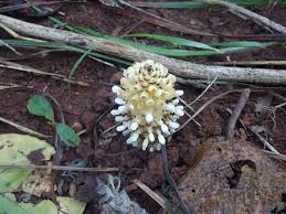 Image result for Physotrichia atropurpurea