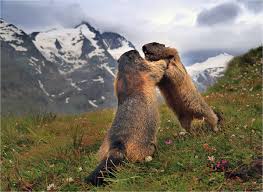 Sie halten winterschlaf, dessen länge. Krieg Der Murmeltiere Foto Bild Europe Osterreich Tiere Bilder Auf Fotocommunity