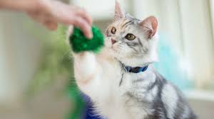 Kedi Egitimi Hill S Pet