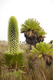 Image result for Lobelia petiolata