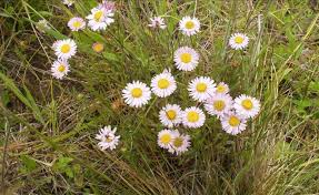 Image result for Heterotis decumbens