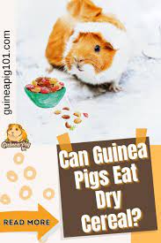 Pin On Guinea Pig Food