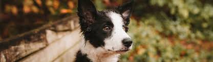 Quality:just like price, product quality varies among different brands and products at different stores. Best Pet Store In Burien Washington All The Best Pet Care