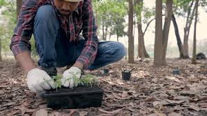 Getting together with friends and family for a meal invariably involves discussing what i can and can't eat. Woman Planting Squash At Community Stock Footage Video 100 Royalty Free 3880325 Shutterstock