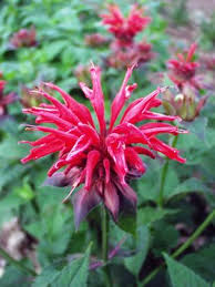 Pin On Flowers For Bees