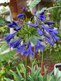 Image result for Indigofera brachynema