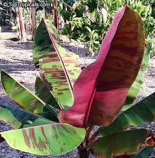 Image result for Musa acuminata