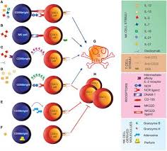Frontiers Regulatory Functions Of Natural Killer Cells In Multiple Sclerosis Immunology