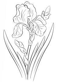 Blue Iris Coloring Page Free Printable Coloring Pages Iris Drawing Flower Sketches Flower Drawing