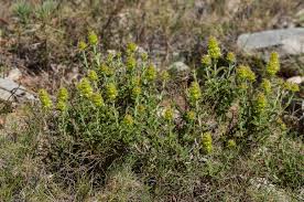 Image result for Suaeda merxmuelleri