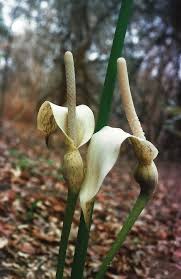 Image result for Gonatopus