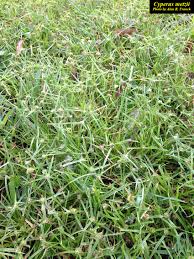 Image result for Kyllinga squamulata