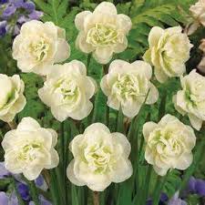 How to keep cut flowers fresh (almost) forever. Master Gardener How To Grow Colorful Drought Tolerant Perennials Features Hanfordsentinel Com