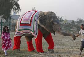 See more ideas about knit jumper, jumper, knitted. People Are Knitting Giant Sweaters For Rescued Elephants To Protect Them From Cold Bored Panda
