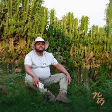 Image result for Aframomum corrorima