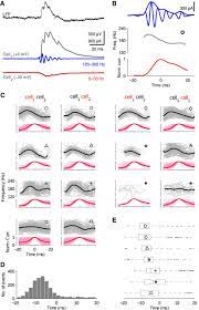 Kreator cv stwórz i pobierz cv w 5 minut. Hippocampal Ripple Oscillations And Inhibition First Network Models Frequency Dynamics And Response To Gaba Modulators Journal Of Neuroscience