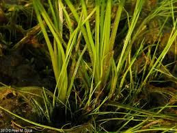 Image result for Isoetes alstonii