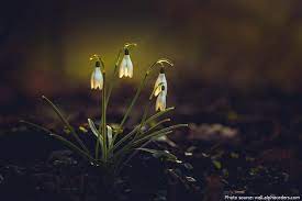 Interesting Facts About Snowdrops Just Fun Facts