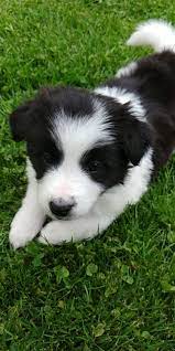 Border Collie Puppy Sokka 5 Weeks Old Border Collie Puppies Cute Puppies Collie Puppies