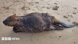 Alexandra Siang nude-unveiling her raw and unfiltered beauty in every frame