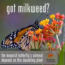 Email Monarch Madness Be A Butterfly Booster This Spring Milkweed Monarch Plants