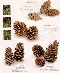 Three ­lobed bracts extend beyond the cone scales and resemble dragon's tongues. Found On Bing From Www Pinterest Com Pine Cones Pine Cone Tree Cone Trees