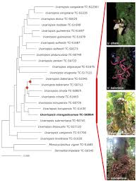 Image result for Hunteria congolana