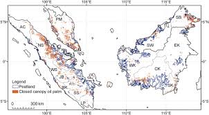 The peruvian government has estimated a. Remotely Sensed Evidence Of Tropical Peatland Conversion To Oil Palm Pnas