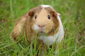 Image result for cavy