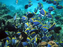 To strongly defeat during a competitive activity. Shoaling And Schooling Wikipedia